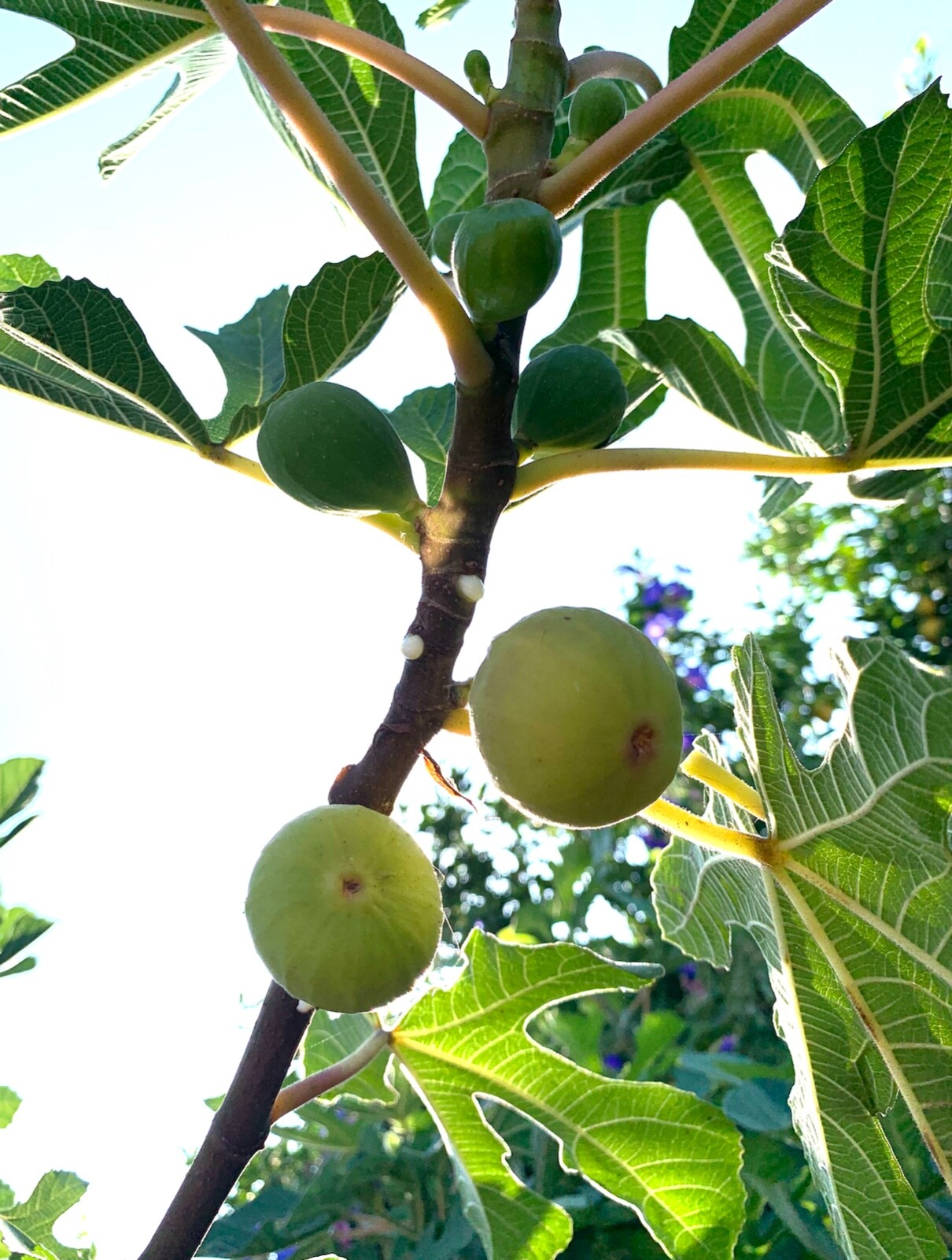 4 1/2 T 5 Feet California Strawbery Fig Tree Double Honey Sweet good for plating