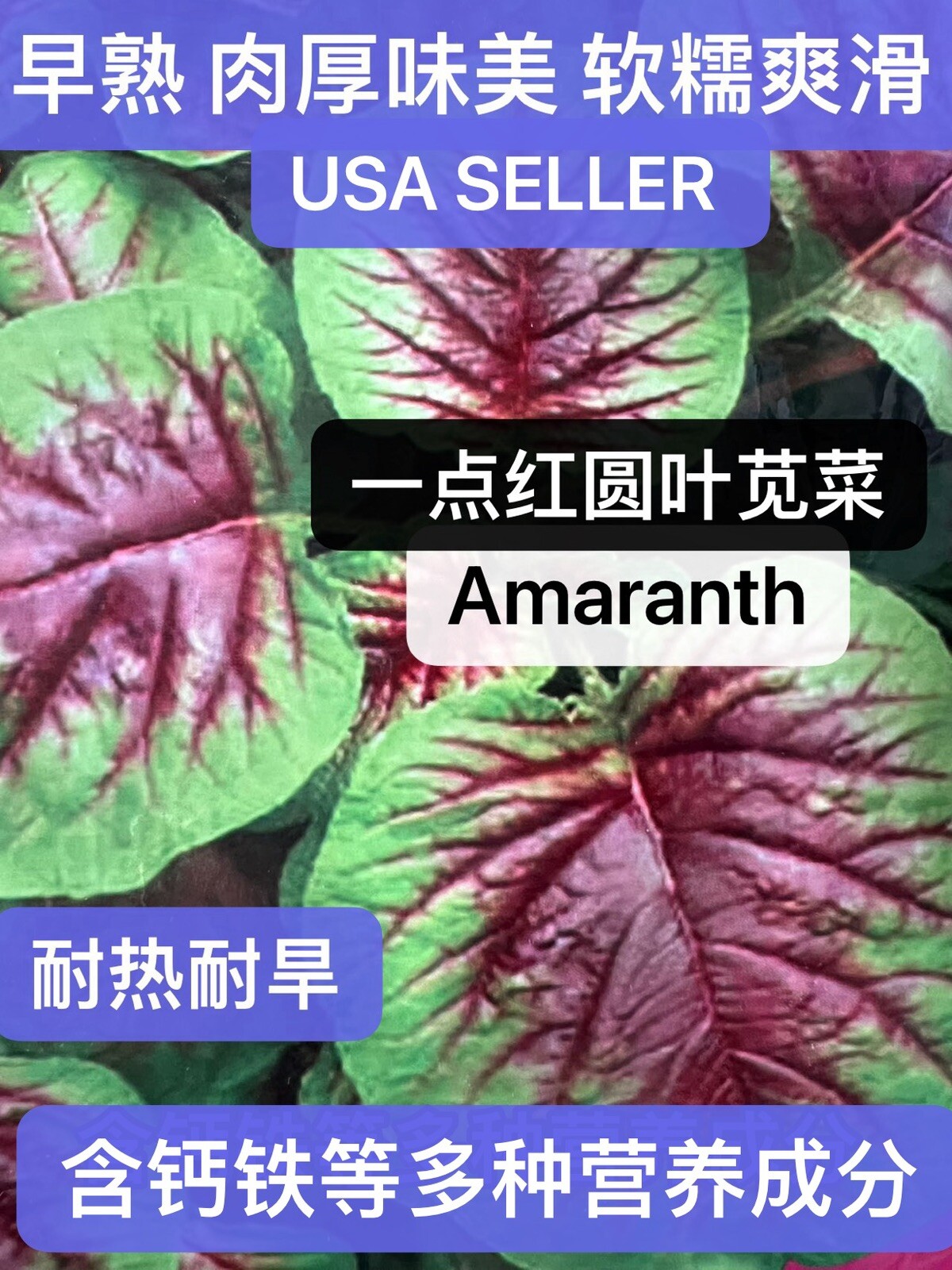 1000+ Purple Stripe Amaranth Rau Den Yin Cho Callaloo Seeds 1000多粒一点红苋菜种子2023年产籽