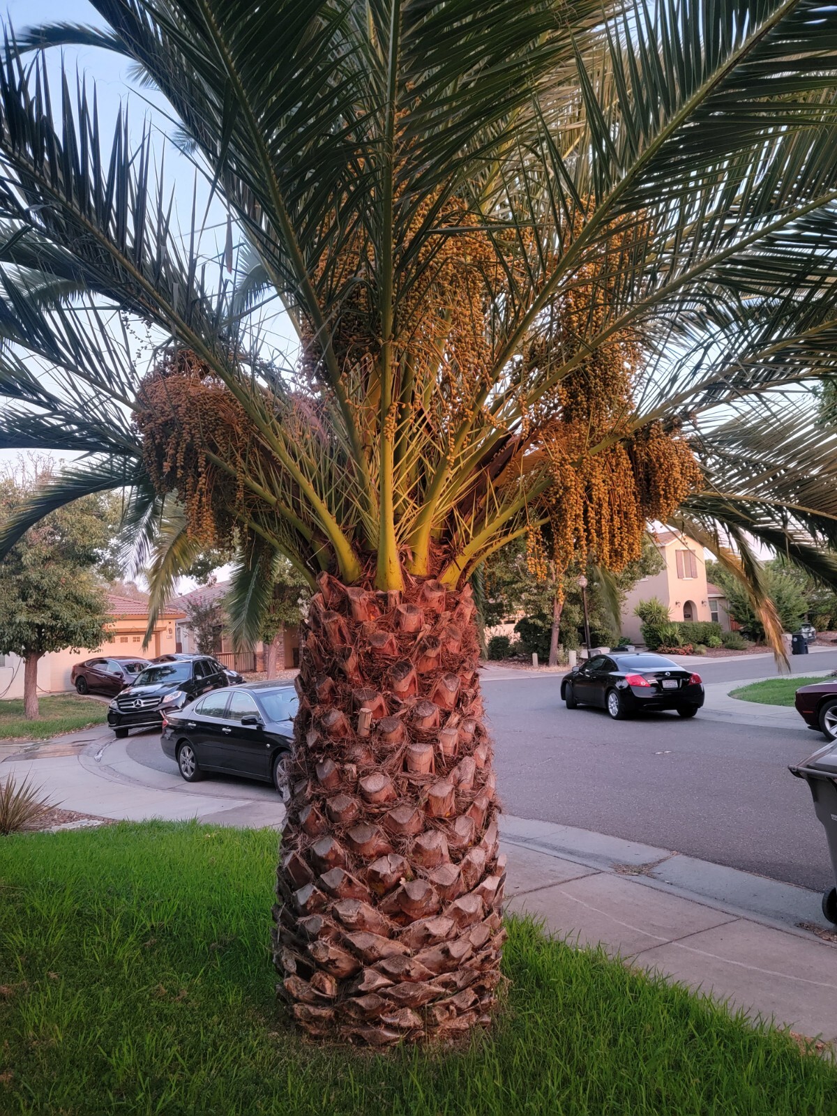 10 CANARY ISLAND DATE Pineapple PALM Tree Seeds~Phoenix Canariensis~Fruit Plant