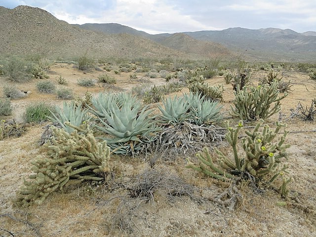 Agave deserti | Desert Agave | 10 Seeds
