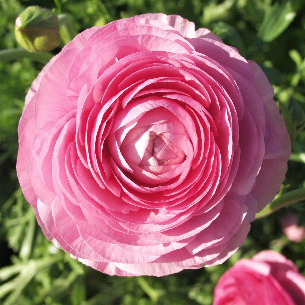 Ranunculus PINK 15 Bulbs Persian Buttercup Peony Rose 7+ Corms Wedding Flowers