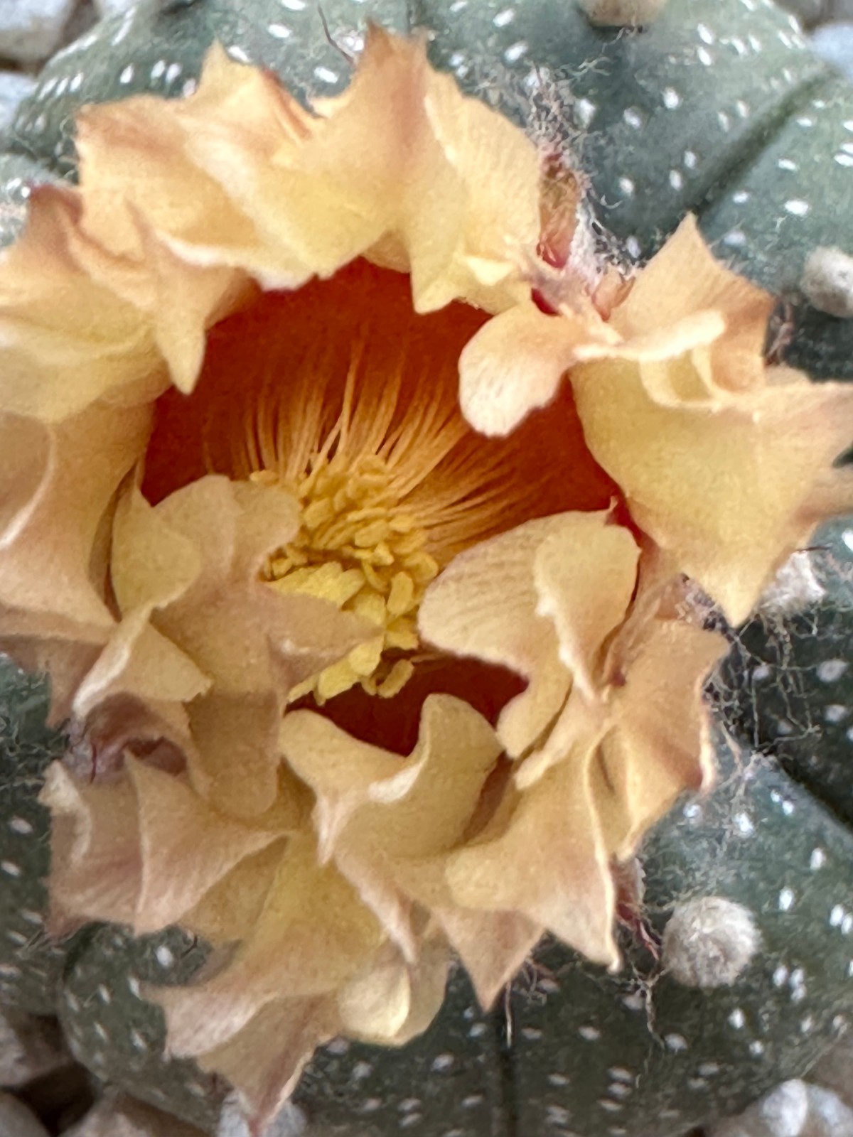 Astrophytum Asterias Live Sand Dollar Cactus in 3.5″ pot FREE SHIPPING