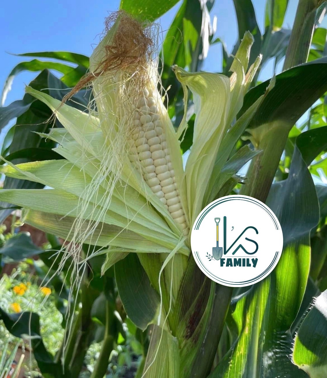 10GR = 30+ PCS WAXY CORN WHITE EXTRA STICK SEEDS , BẮP NẾP NÙ SIÊU DẺO, 糯玉米