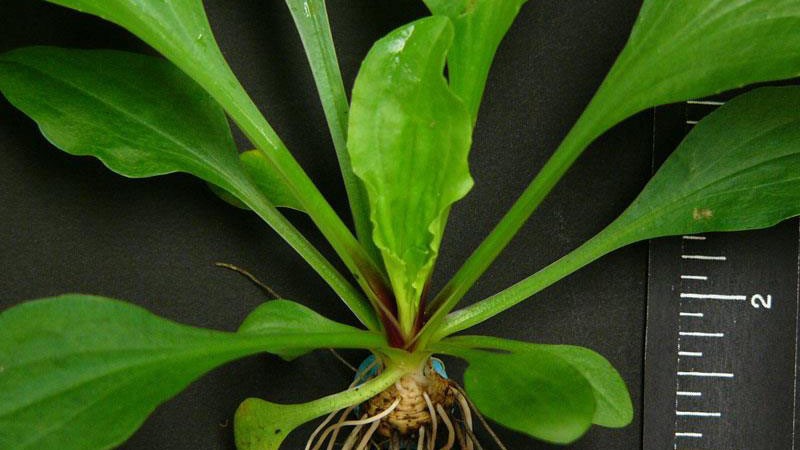 5 Wild Broadleaf plantain live bare root Herbal Edible Medicinal Hardy Perennial