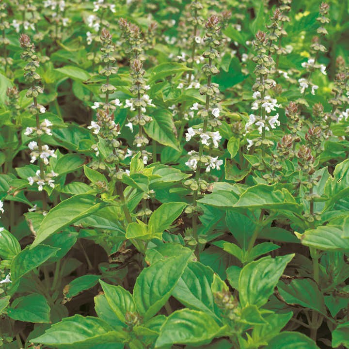 Lime Basil Seeds, Hoary Basil, NON-GMO, Free Shipping!