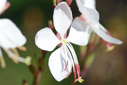 Oenothera lindheimeri | Lindheimer’s Beeblossom | White Gaura | 10 Seeds