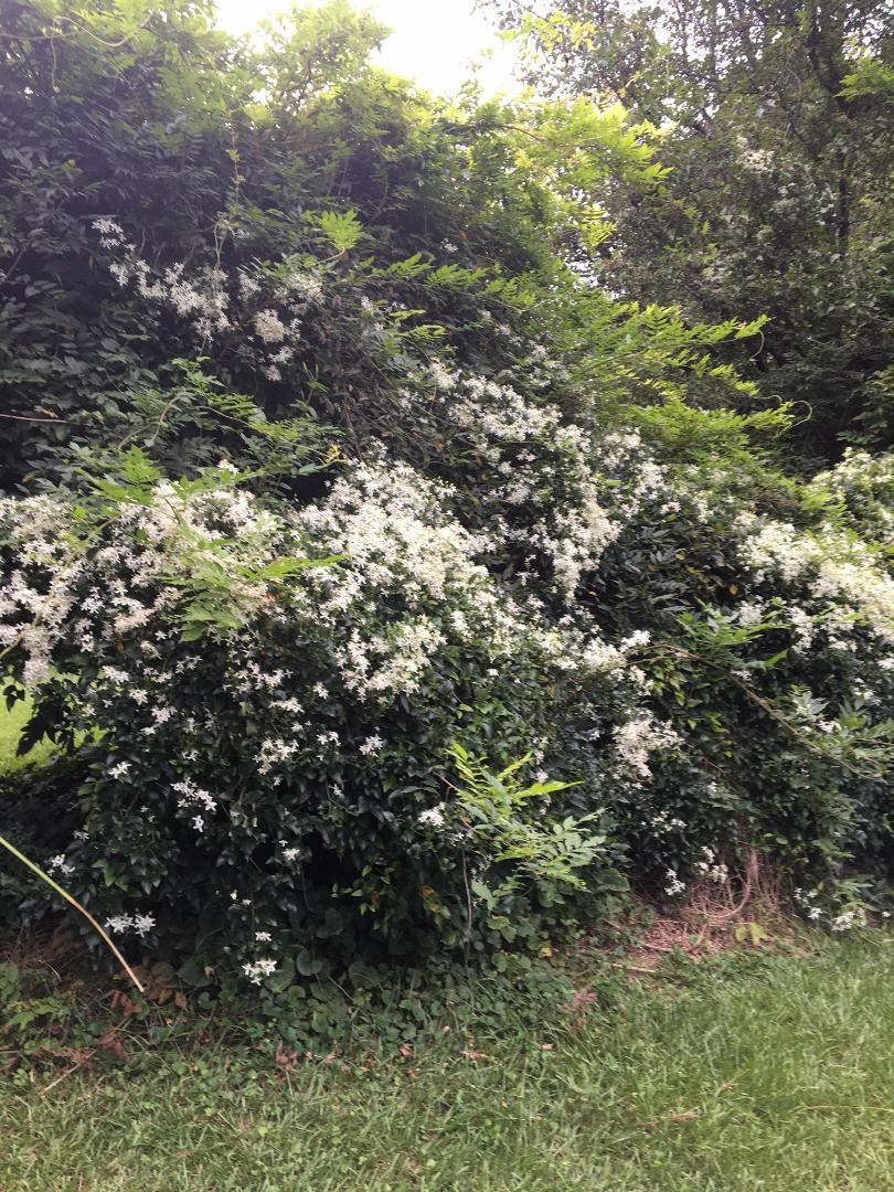 White Star Sweet Smelling Carolina Jasmine Vine Over 100 + Seeds USA Seller