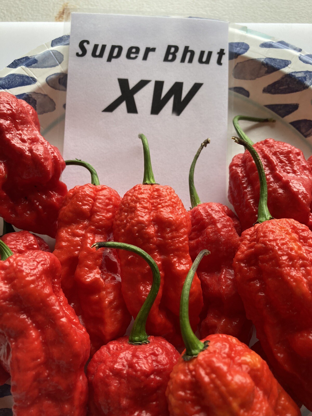 Super Bhut Jolokia XW Ghost Pepper Seeds 15+ Per Pack