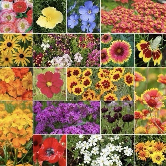 250+ Dry Area Wildflower Seed Mix – Annual/Perennial Mix, Attracts Pollinators