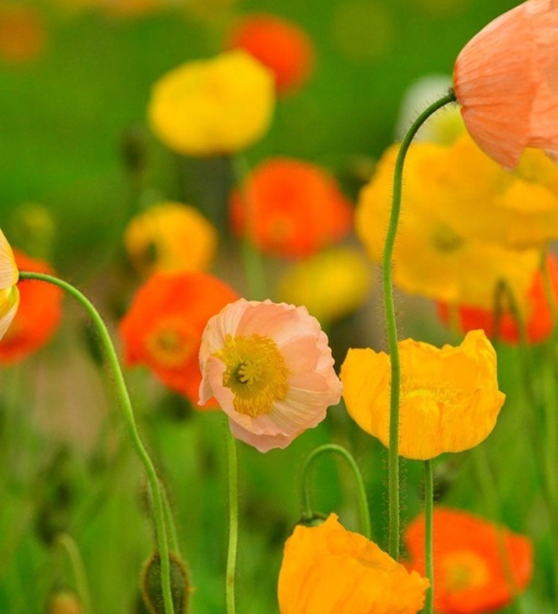 1200+ Iceland Poppy Seeds **Fresh Seeds** ~~Free Shipping~~