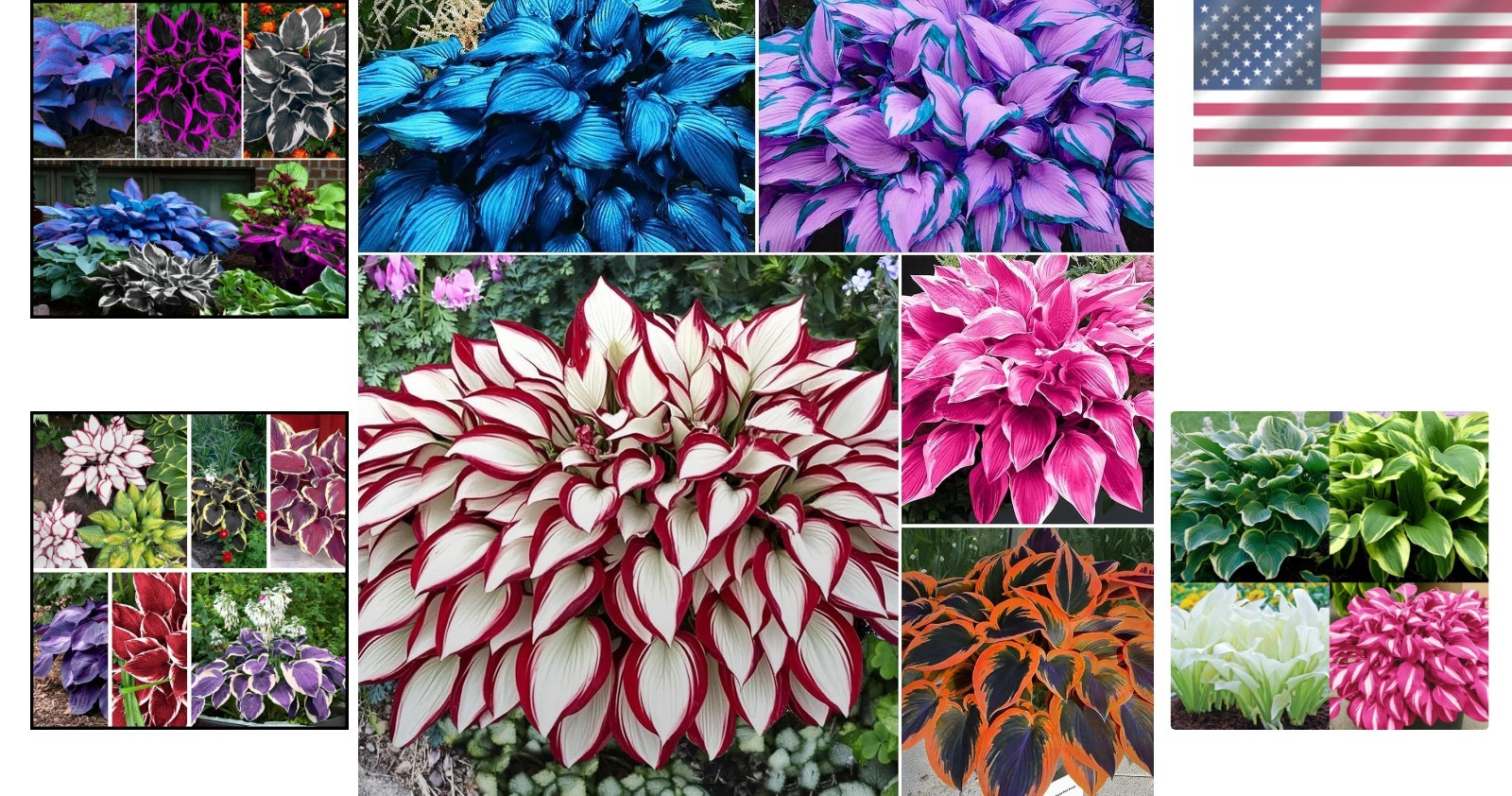 Vibrant Mixed Colour Hosta Seeds – 100pcs Perennial for Low Maintenance Gardens