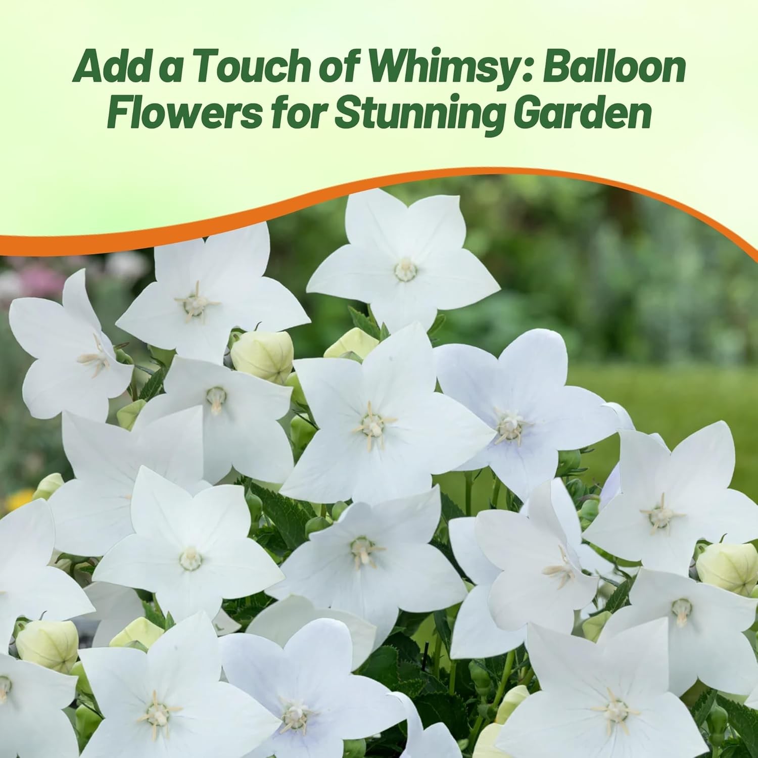 2000 Seeds White Balloon Flower Seeds – Platycodon Grandiflorus Flower Seed