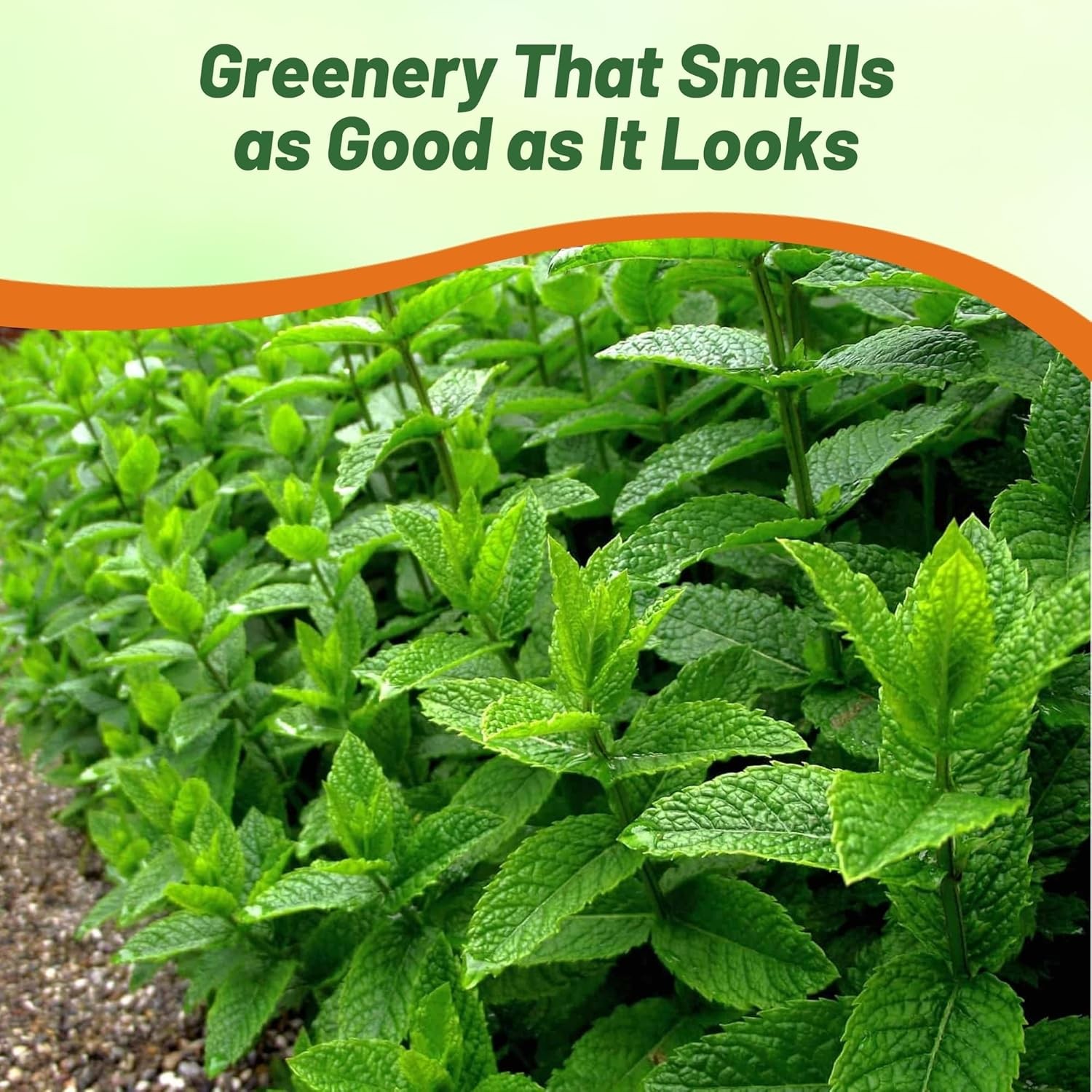 5000 Seeds Peppermint Seed – Mentha Piperita Herb Seeds
