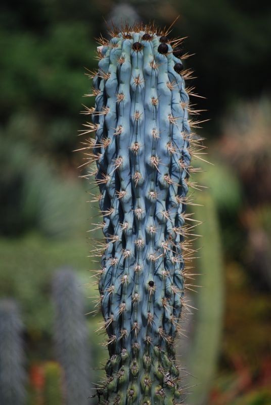 10 “BLUE CEREUS” CACTUS SEEDS (Browningia hertlingiana) RARE Tree Like Cacti