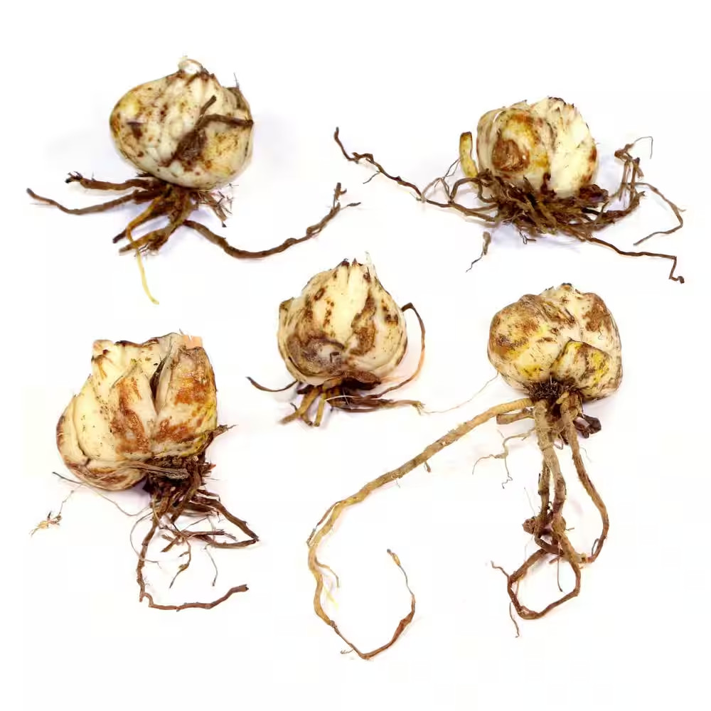 Lilies Sunny Keys Oriental Lilies Bulbs (5-Pack)