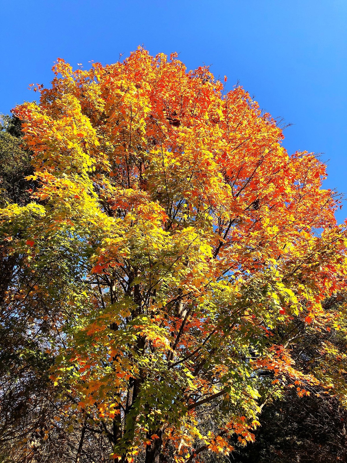 Sugar Maple Tree Seeds – For 2026 Planting Acer Saccharum Sweet Syrup Canadian