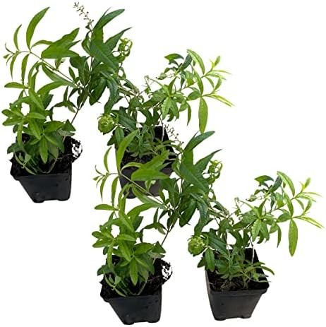 Live Herb – Lemon Verbena (4 Per Pack), Aromatic and Health Enhancer, Naturally