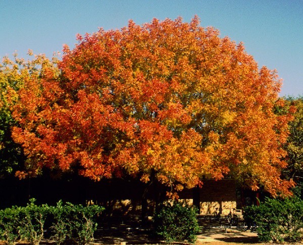 Chinese Pistache, (Pistachio) Pistacia chinensis, Tree Seeds