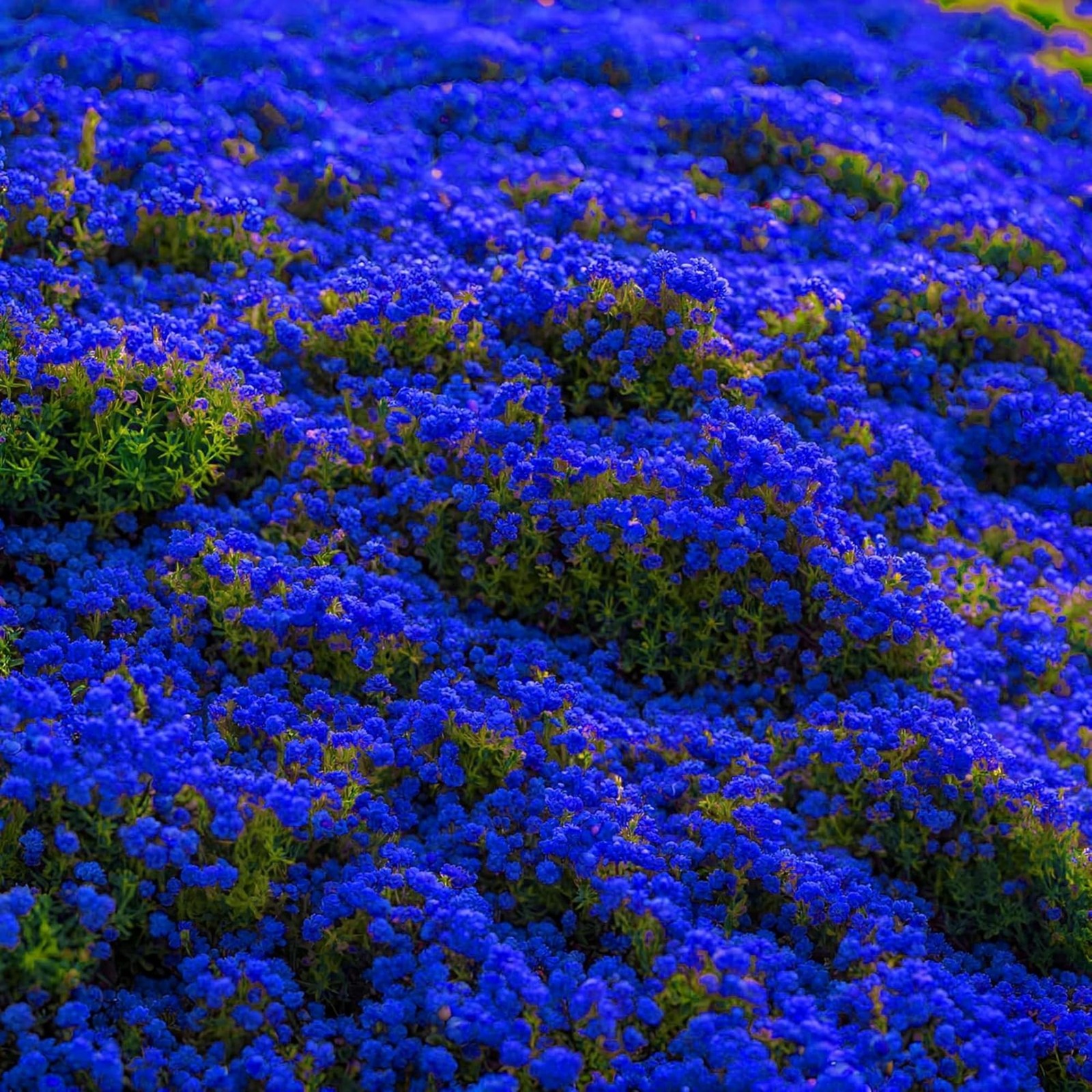 6000+ Creeping Thyme Seeds Non-gmo Heirloom Perennial Mixed Ground Cover