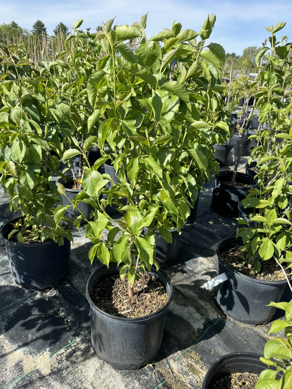 Nannyberry Shrub in 3 gal Pot Vibernum lentago Fall Color, Edible, Antioxidant