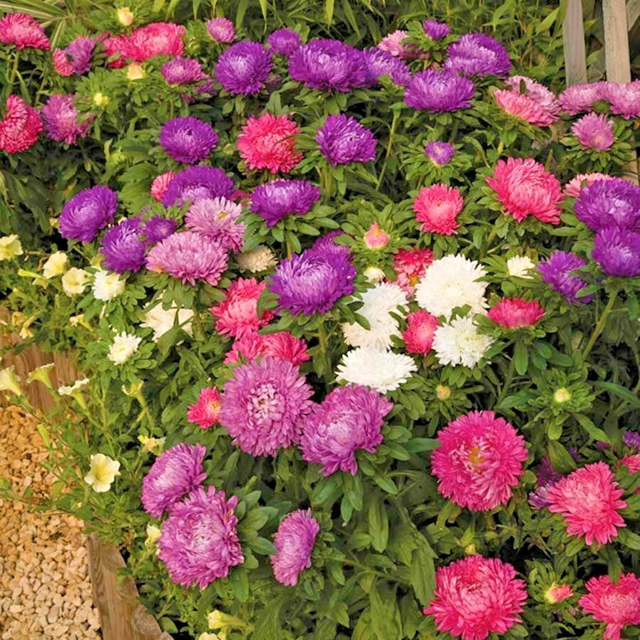 251+CHINA ASTER POWDER PUFF Mix Seeds Cut Flowers Summer Fall Garden Container
