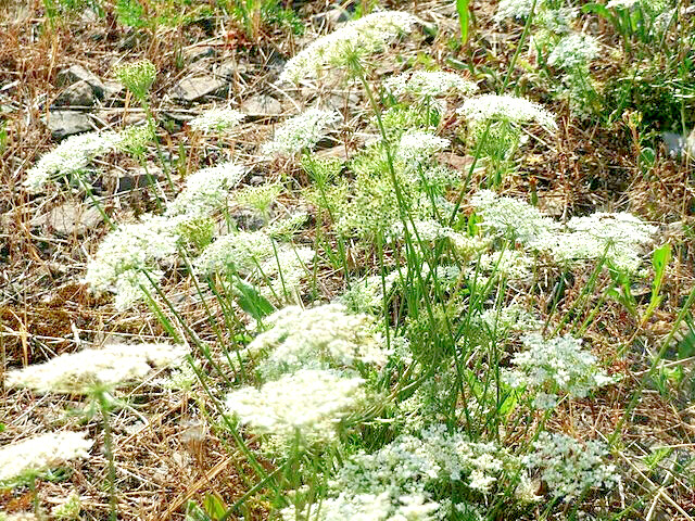 QUEEN ANNS LACE 1005 SEEDS, DAUCUS CAROTA, WILD CARROT, WILDFLOWER, HARDY, BULK