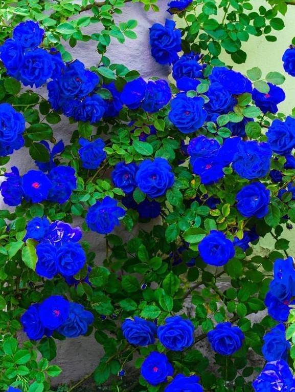 Blue Climbing Rose Bush Seeds – Pack 30 Seeds – Rose Flower Gardening