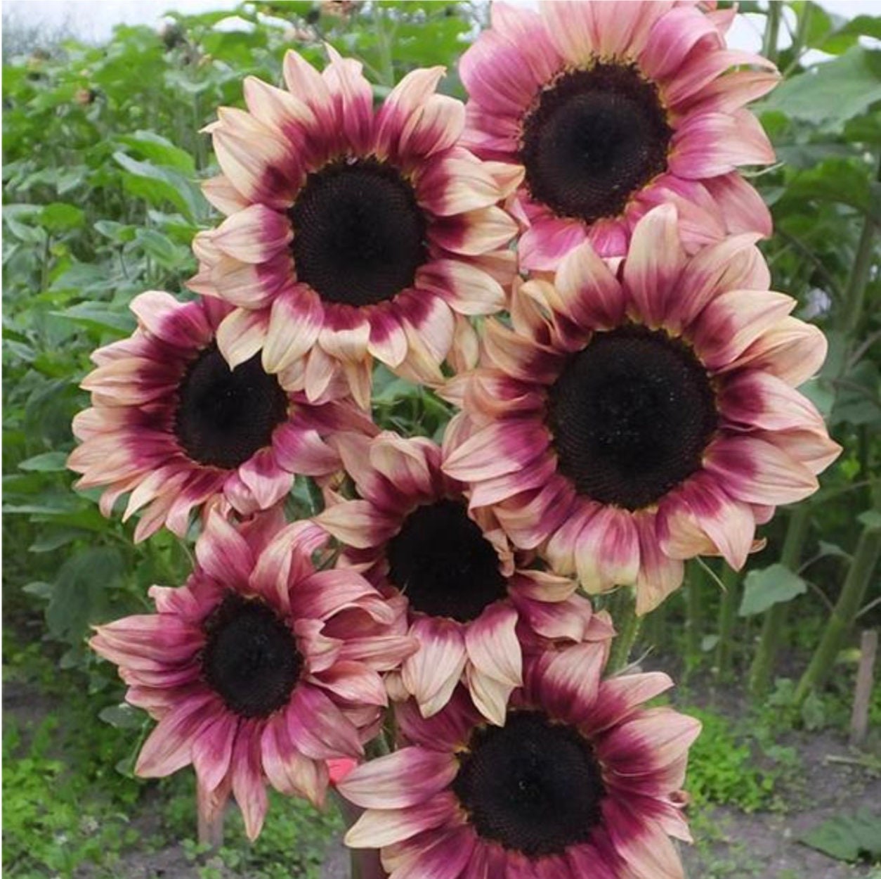 ProCut Plum Sunflower Totally Unique Color 10 Seeds Free Shipping!