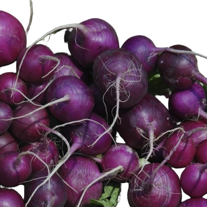Plum Purple Radish Seeds – 150 Untreated NON-GMO Seeds, Free Shipping!