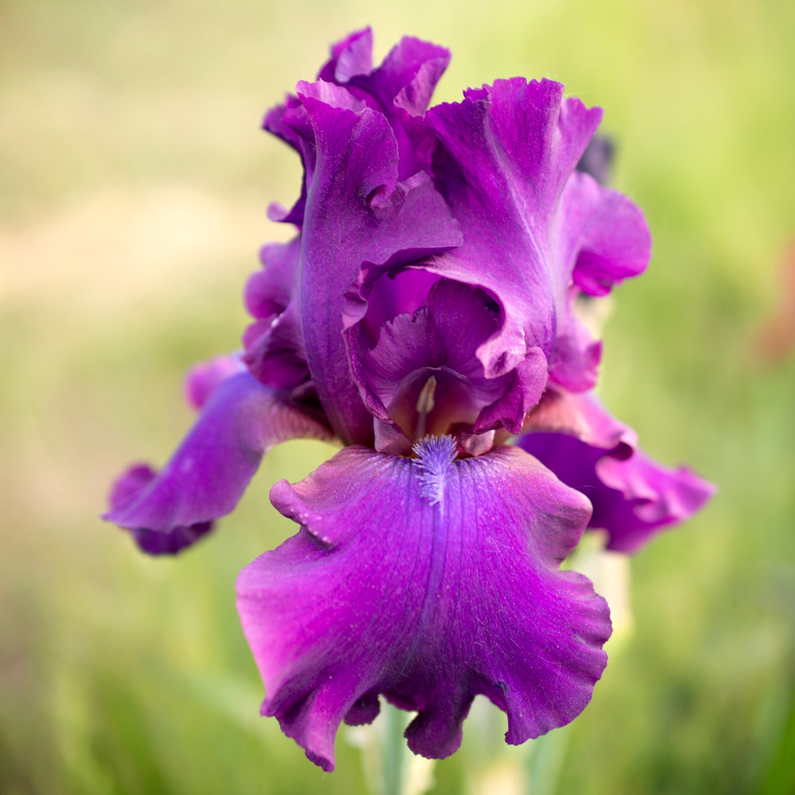 **SWINGTOWN* Tall Bearded Iris. Pre-Order, Fresh Dig, Combined Ship: Jul – Sep