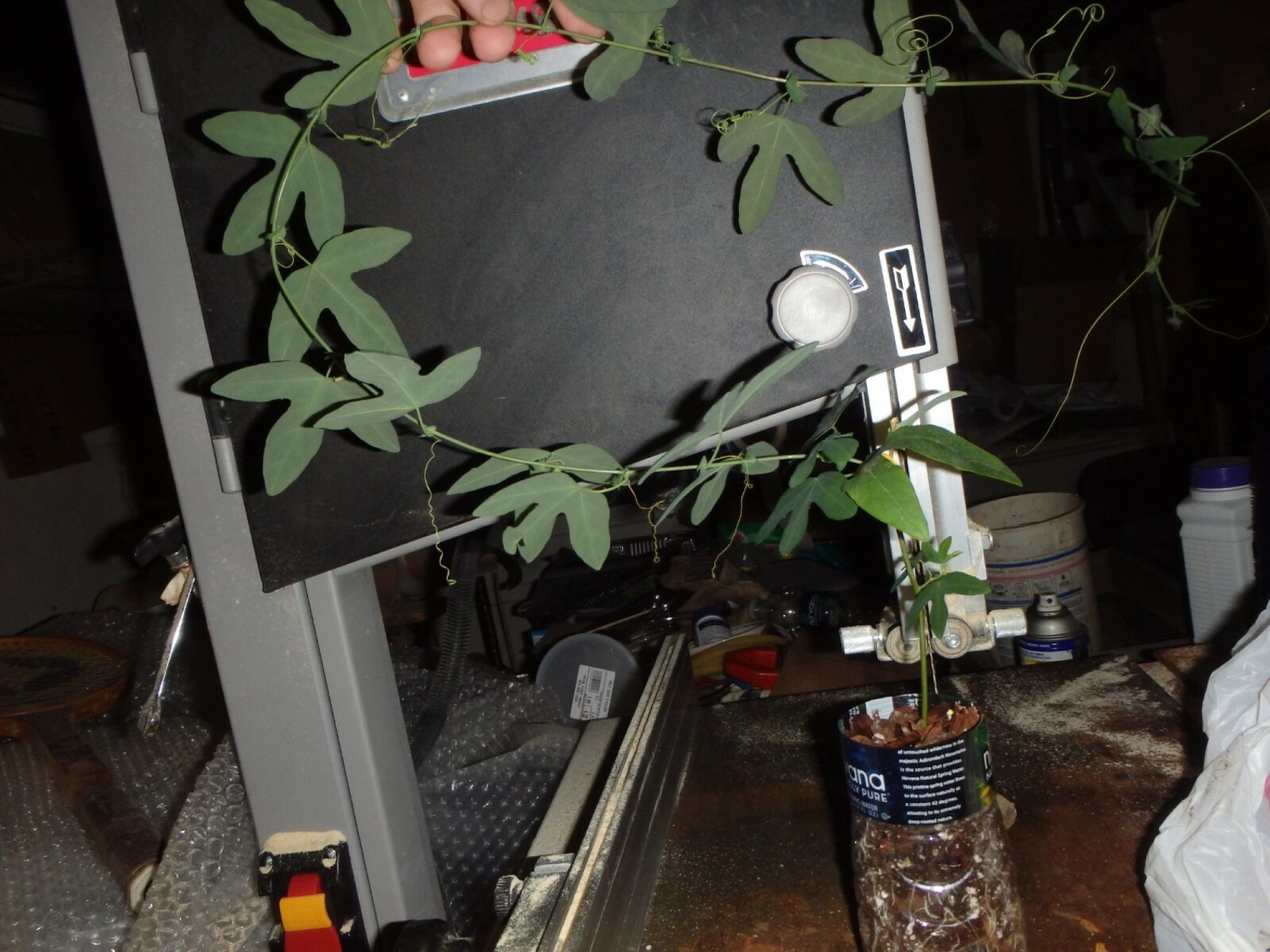 Passiflora “Amethyst” Passion flower vine, 10-16 inches long