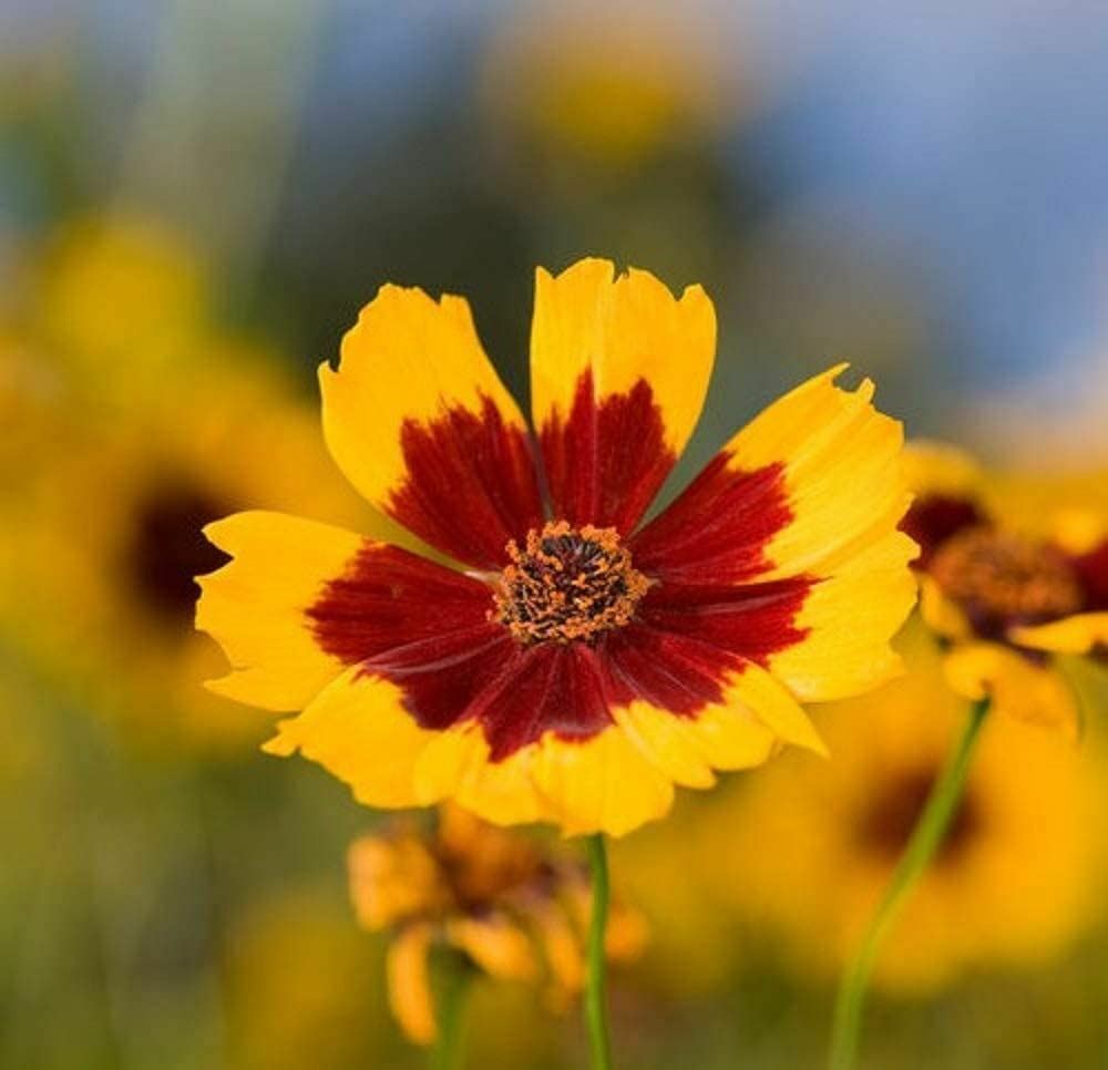 Coreopsis Seeds , Plains Coreopsis Flower Seeds, “COOL BEANS N SPROUTS” Brand.