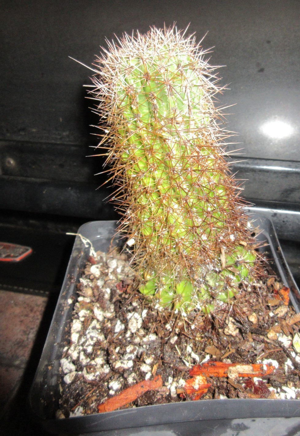Echinopsis Hybrid ‘Lemon’ Yellow Cactus 6″
