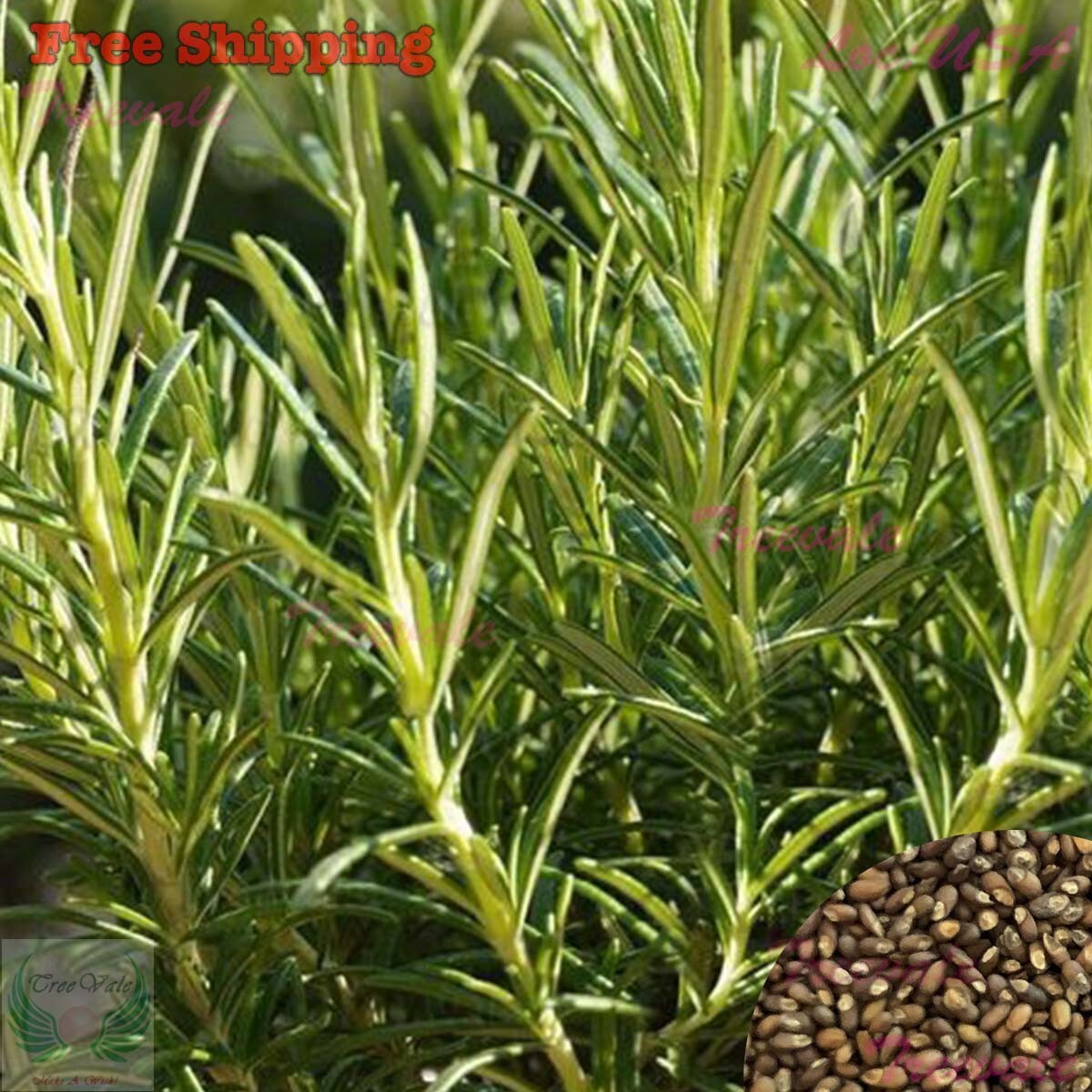 Rosemary Seeds | Evergreen Shrub Culinary Perennial Garden Container Herb