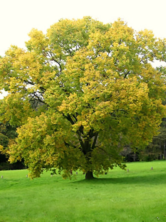 Hackberry, Celtis occidentalis, Tree Seeds