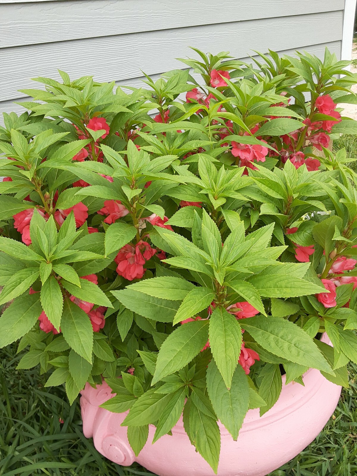 Semillas De Flor Belen (Varios colores ) (50+Seeds Various Colors)