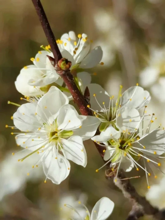 Mazzard Cherry Tree Seeds |Alkavo Sweet Red Cherries Fragrant 2024 Fast Shipping