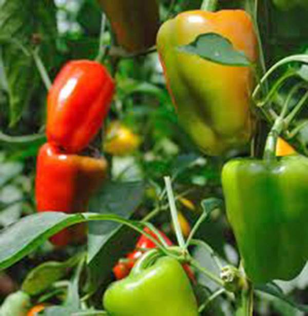 BELL PEPPER, CALIFORNIA WONDER, HEIRLOOM, 25+ SEEDS, SWEET LARGE FRUIT