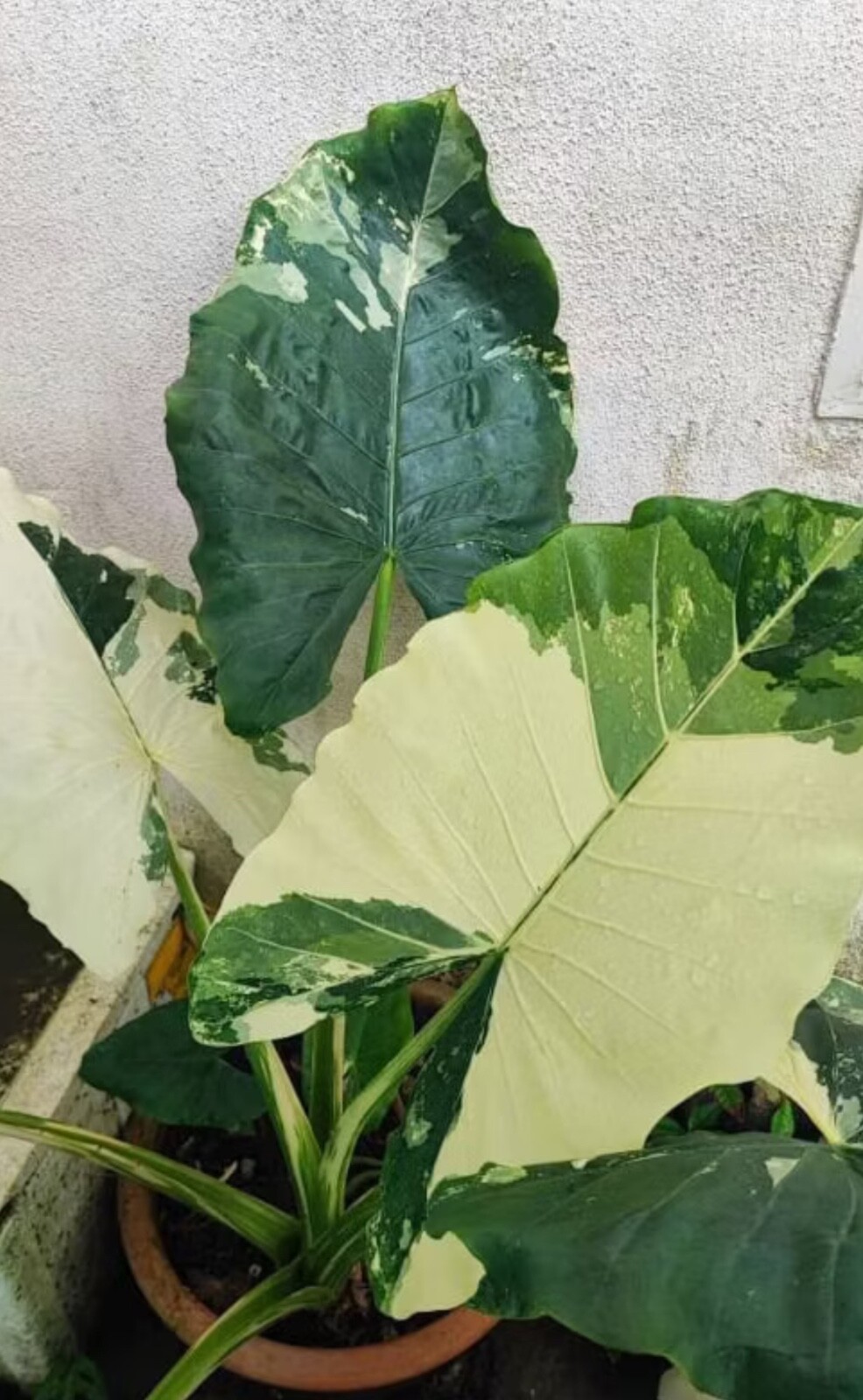 AUTHENTIC Alocasia Macrorrhiza variegata 1 bulbs