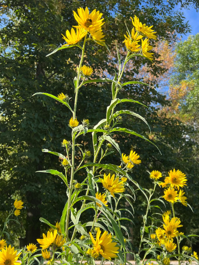 Perennial 50 Sunflower Maximilian Seeds zone 3-9