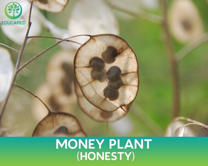 15 Lunaria Annua Seeds Brassicaceae Honesty Silver Dollar Money Plant Seeds