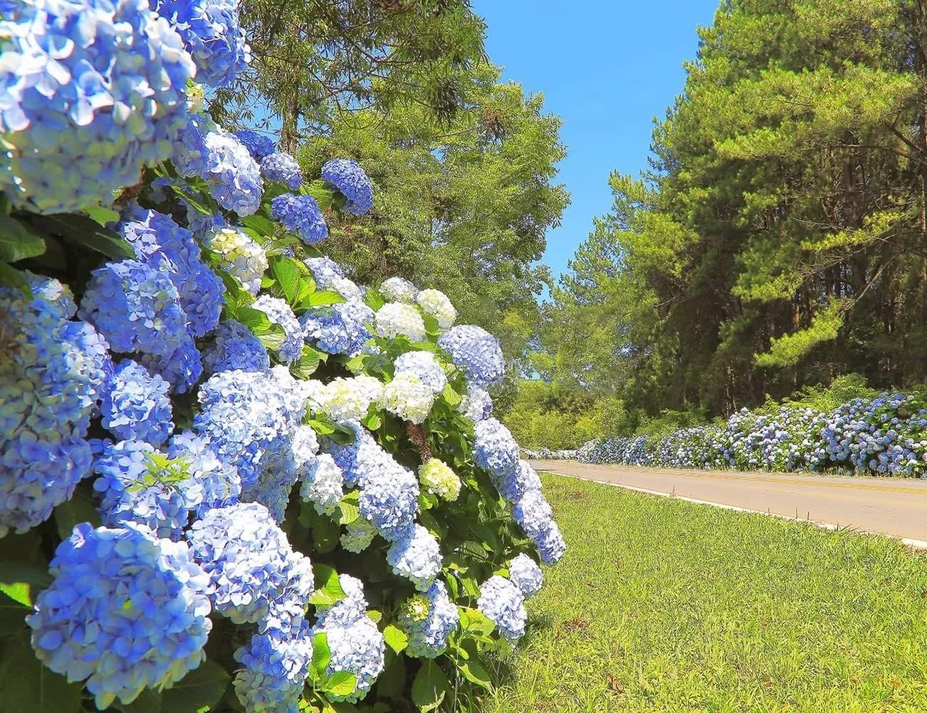 50Pcs Mixed Hydrangea Flower Seeds â€“ Colorful Hortensia Garden Seeds for Pl…