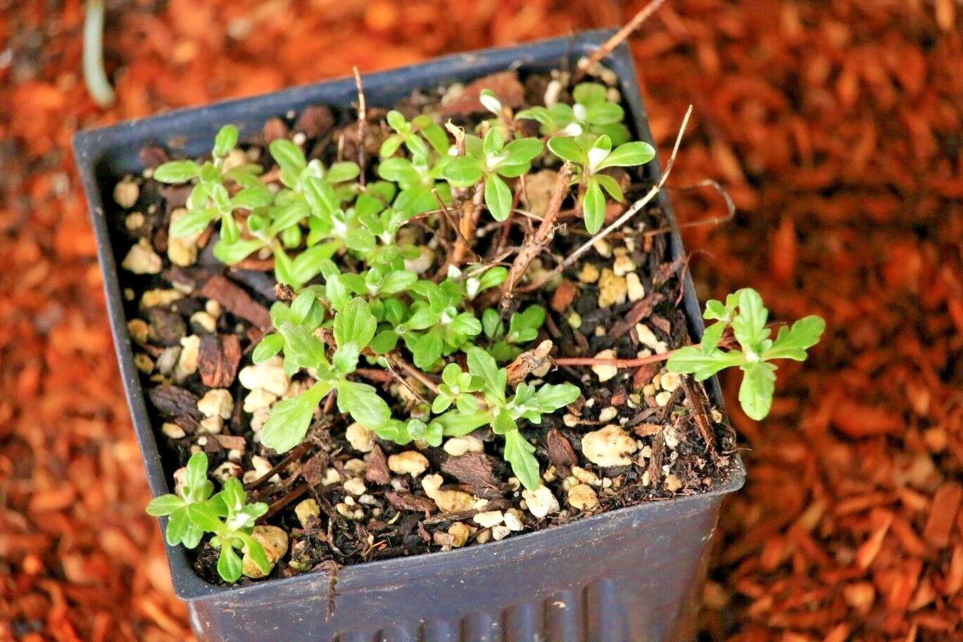 301+OREGON SUNSHINE Seeds Wooley Sunflower Native Wildflower Drought Poor Soils