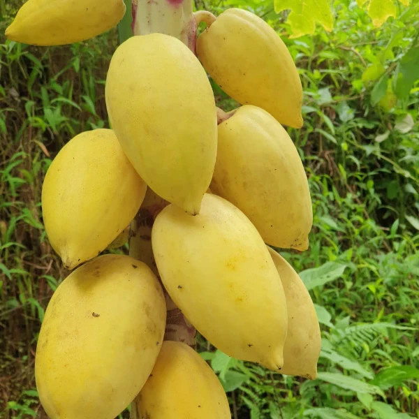 40 Dwarf Solo Waimanalo Papaya Seeds (Carica Papaya) Fast Fruit Tree Plant