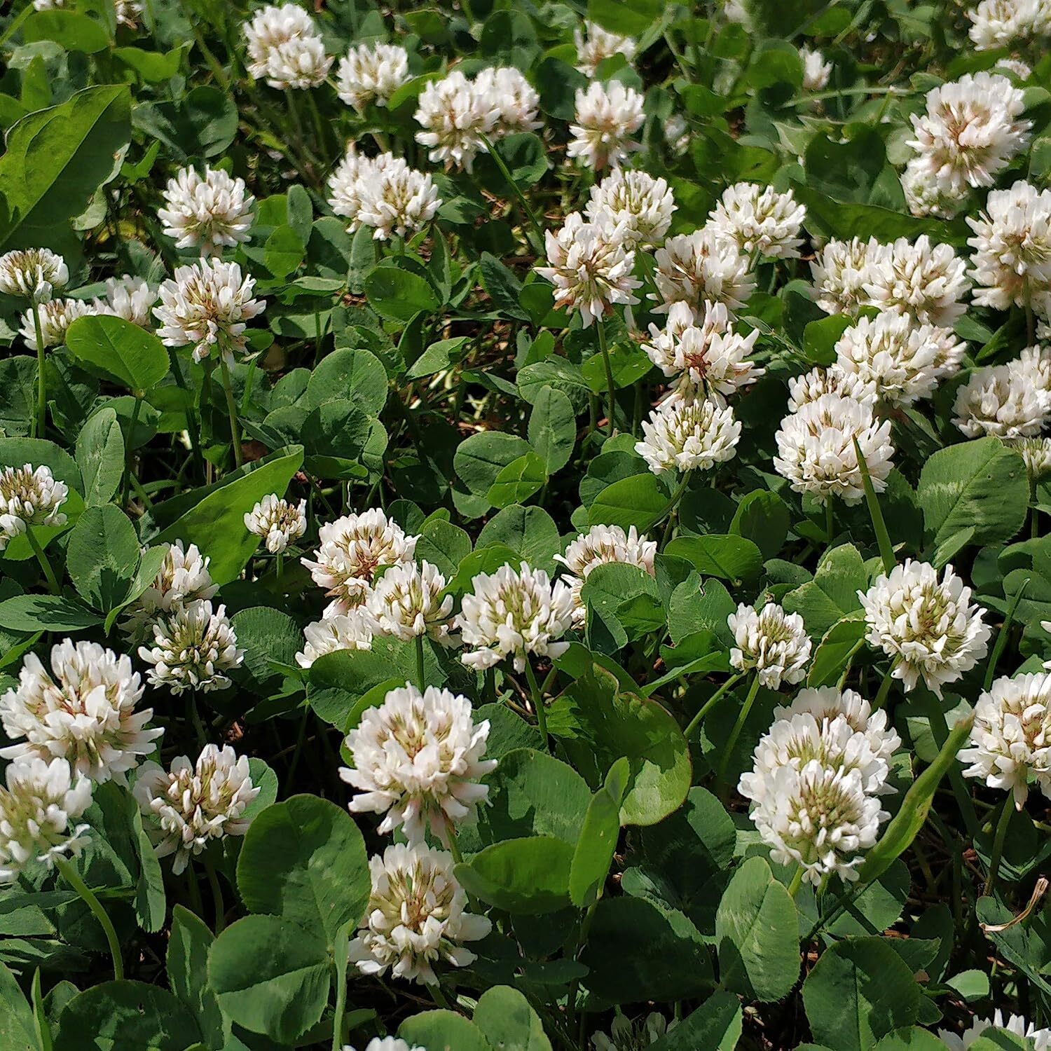 5lb Perennial White Dutch Clover Seed for Erosion Control, Ground Cover, Pasture