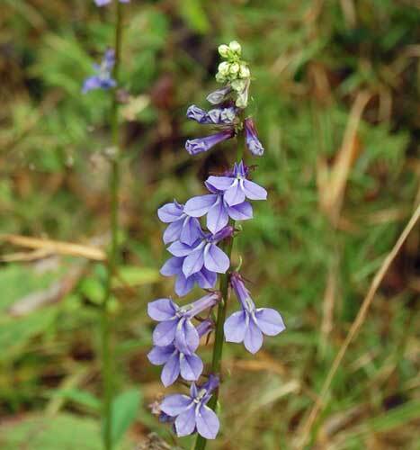 Lobelia puberula | Downy Lobelia | Blue Lobelia | 150 Seeds