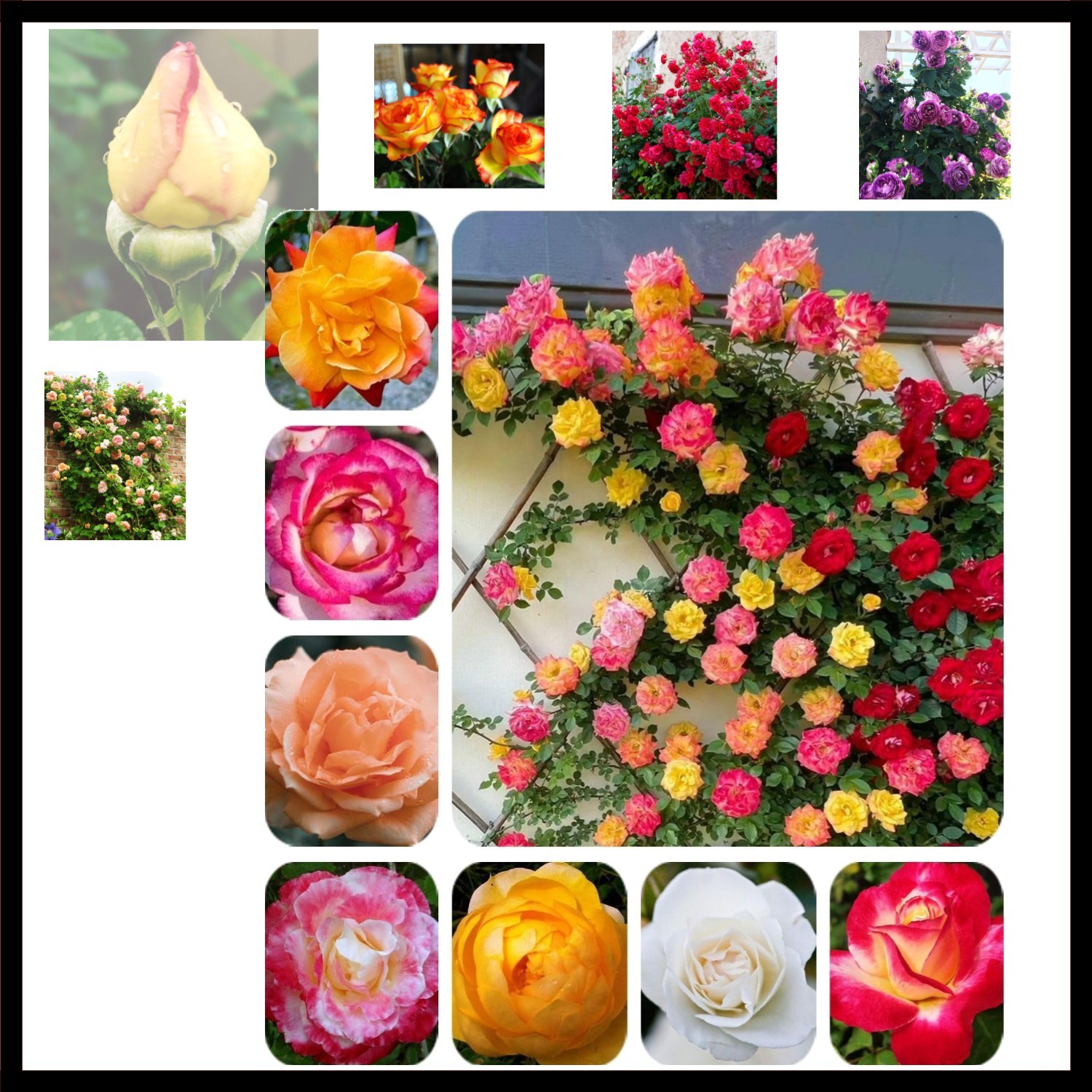 Rare Pink Red Purple Yellow Rose Seeds for Planting – 50+ Hybrid Climbing Ros…