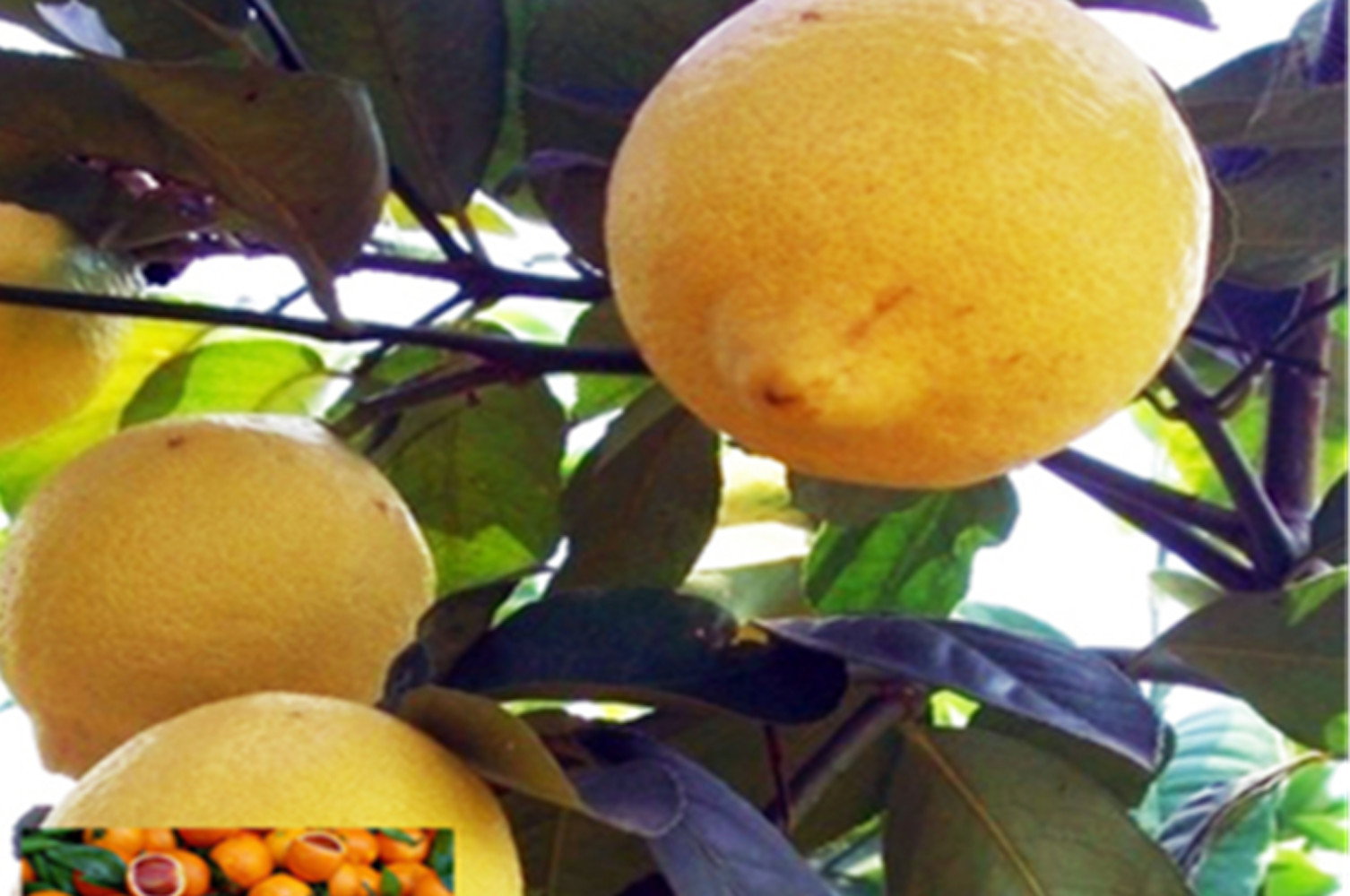 20 SEEDS for YELLOW/RED CENTER LEMON citrus bush garden plant tree USA Seller