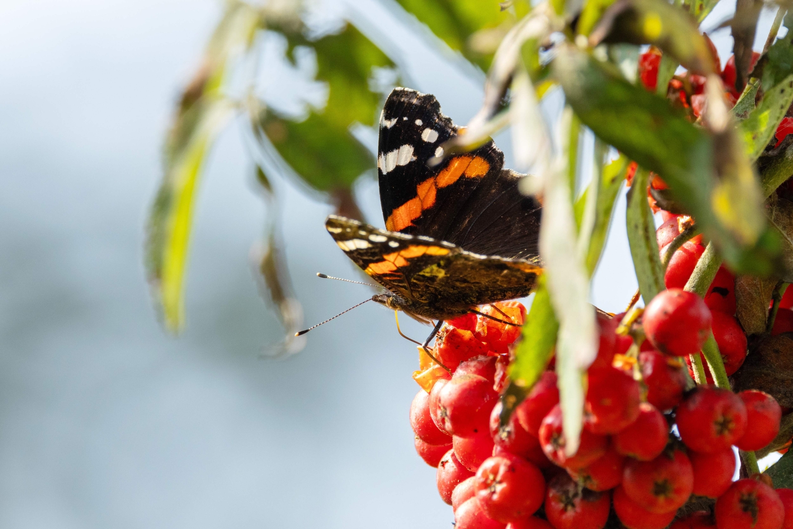 20 ASH TREE Mountain / Amur / Rowan – Sorbus Aucuparia Seeds