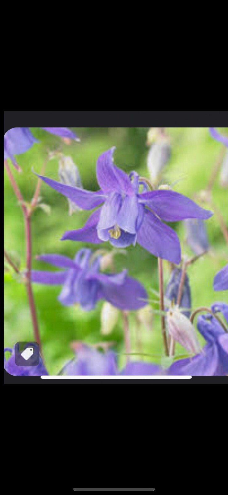 100+ Columbine Seeds 2024 Mixed Blue Purple Pink Flower Spring Perennial in USA